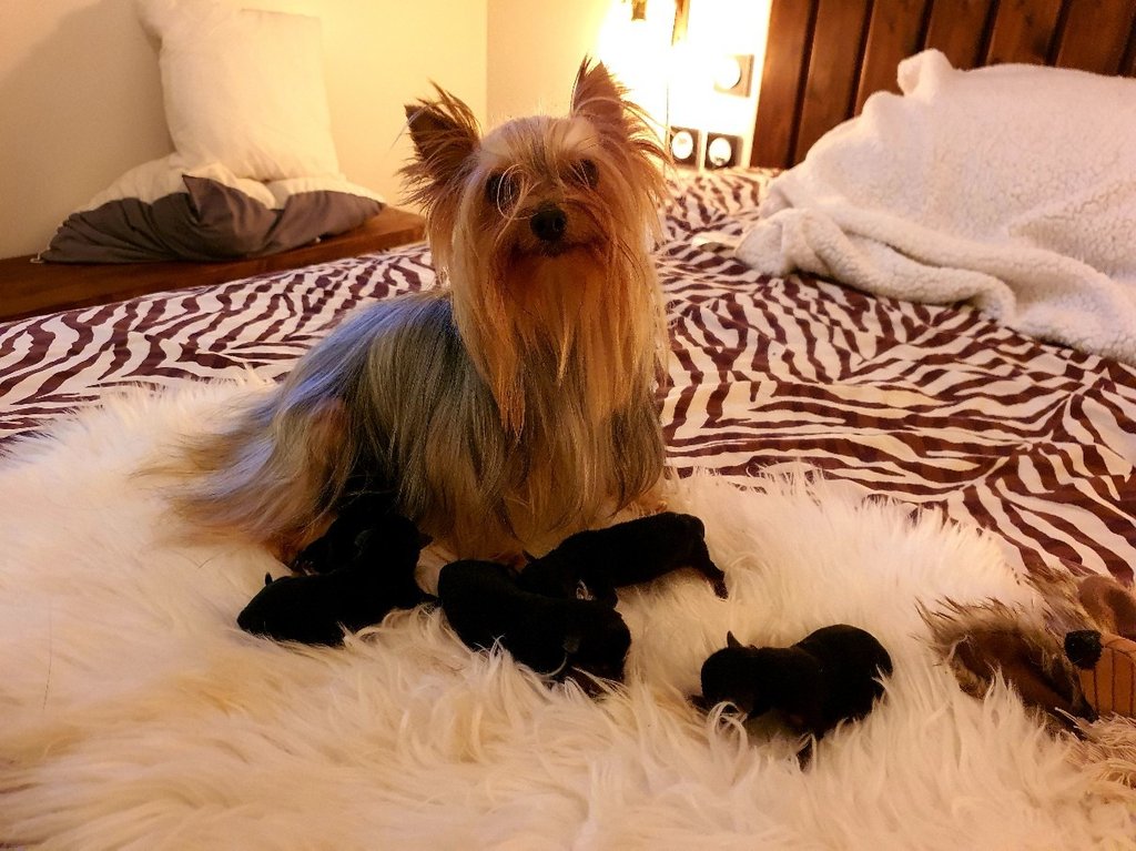 yorkshire terrier chiot male