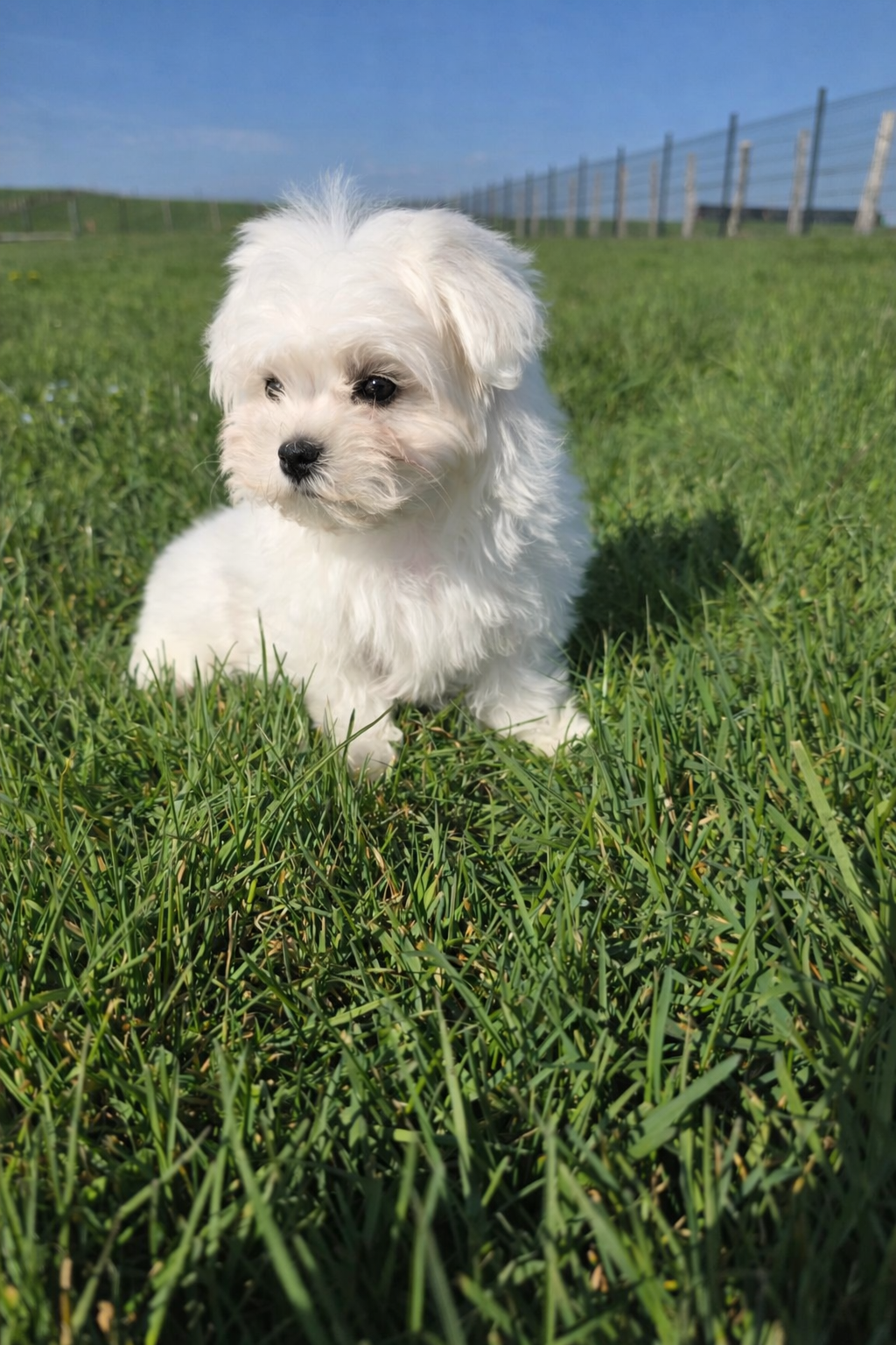 yorkshire terrier chiot male